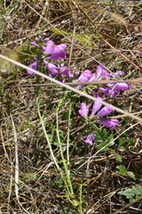Physostegia virginiana