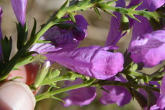 Physostegia virginiana