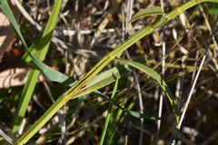 Physostegia virginiana