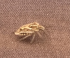 Agonoscelis puberula