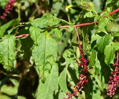Pokeweed mosaic virus