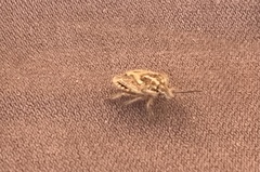 Agonoscelis puberula