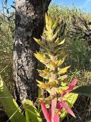 Aechmea stenosepala