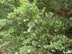 Leptospermum laevigatum
