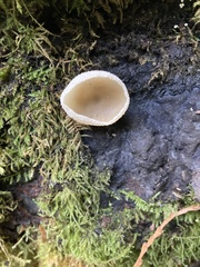Peziza domiciliana