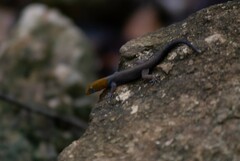 Gonatodes albogularis