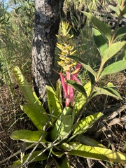 Aechmea stenosepala