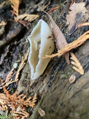 Peziza domiciliana