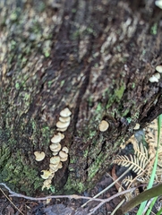 Panellus