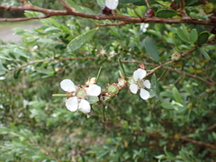 Leptospermum laevigatum