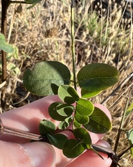 Robinia pseudoacacia