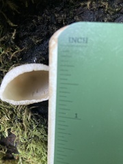 Peziza domiciliana