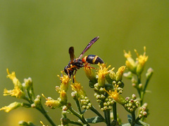 Parancistrocerus histrio