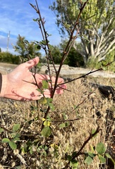 Robinia pseudoacacia