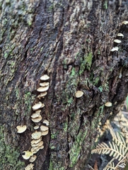 Panellus