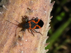 Lygaeus kalmii angustomarginatus
