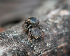 Maratus