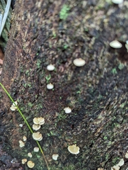 Panellus