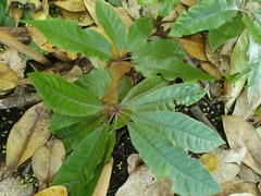 Schefflera digitata