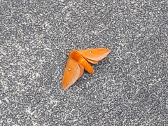 Anisota virginiensis