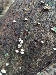 Panellus