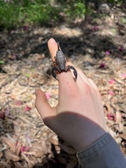 Hormurus
