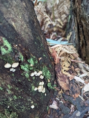Panellus
