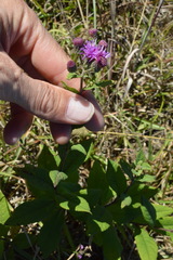 Vernonia missurica