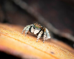 Maratus vespertilio