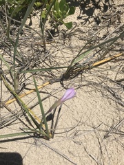 Gladiolus gueinzii