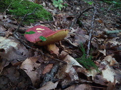 Boletus sensibilis