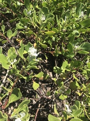 Scaevola calendulacea