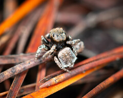 Maratus vespertilio