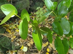 Griselinia