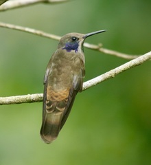Colibri delphinae