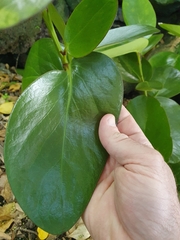 Griselinia