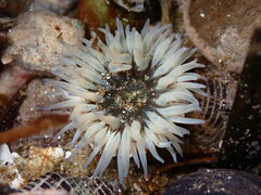 Anthopleura artemisia