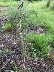 Cylindrococcus casuarinae