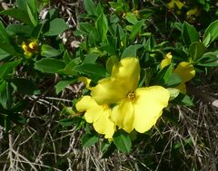 Hibbertia cuneiformis
