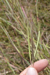 Dichanthium aristatum