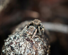 Maratus vespertilio