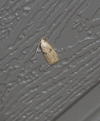 Scythropiodes issikii