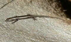 Cryptoblepharus buchananii