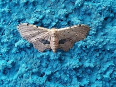 Idaea triangulata