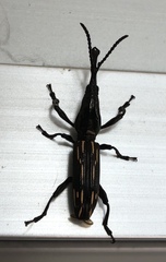 Ubanius