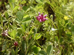 Trifolium depauperatum