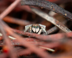 Maratus vespertilio