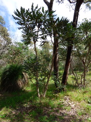 Banksia grandis