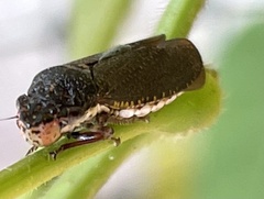 Paraulacizes irrorata