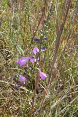 Physostegia virginiana